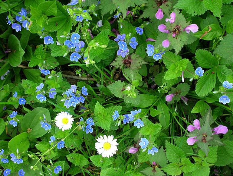 Fiori di primavera